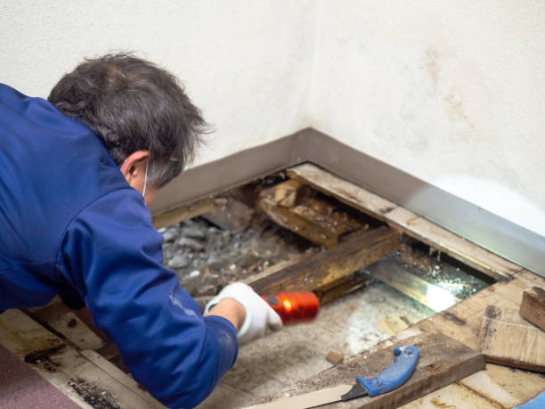 Mold Testing and Removal in Gervais, OR