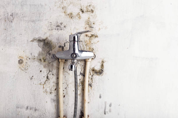 Best Mold Damage Repair  in Gervais, OR