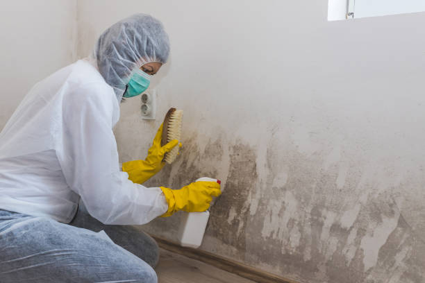 Best Mold Remediation  in Gervais, OR