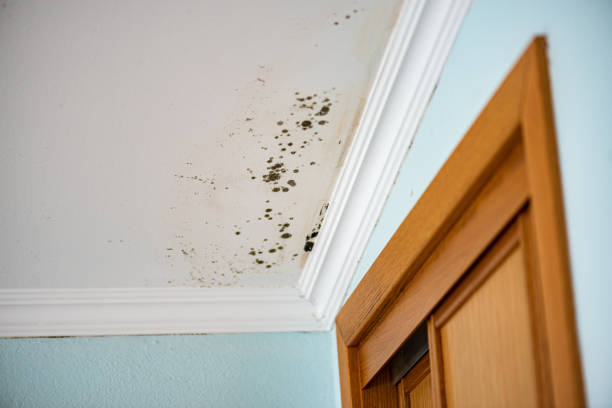 Best Crawl Space Mold Removal  in Gervais, OR