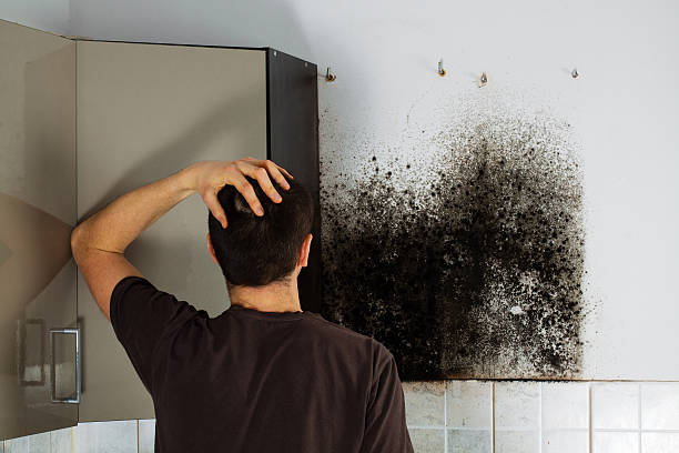Best Certified Mold Removal  in Gervais, OR