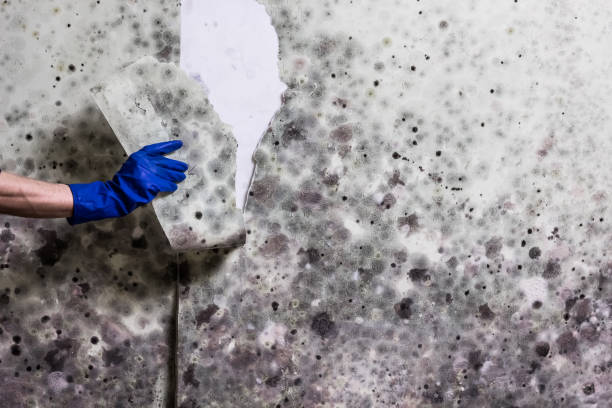 Best Commercial Mold Removal  in Gervais, OR