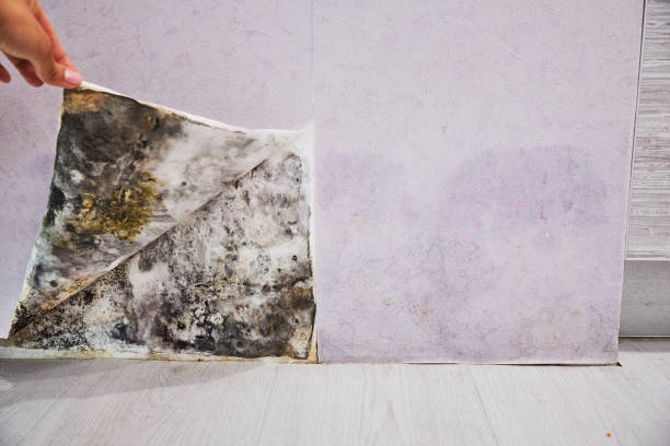 Mold Removal Process in Gervais, OR
